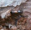 Aulonium ruficorne
